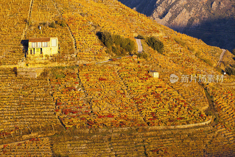 秋天的葡萄园，Ribeira Sacra，加利西亚，西班牙。